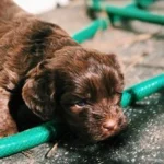 Australian Labradoodles